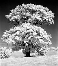 Tree near Midgham, Berkshire